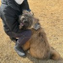 Show Dog 이미지