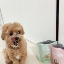 와글리 | [리뷰] 와글리 강아지 수제 간식 후기 (feat. 너무 잘먹어요💛)