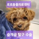 로로동물의료센터 이미지