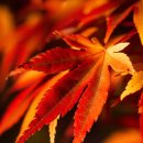 정읍시기-비상-007 | 혼자 떠나는 내장산 단풍 여행: 솔로 여행자를 위한 완벽 가이드