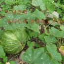 영석농장 이미지