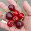 주일농장 이미지