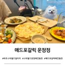 오&Pet | [경기 파주] 스타필드빌리지 운정 애견동반 식당, 매드포갈릭 위드펫존 이용후기