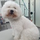 멍 삼촌 이미지