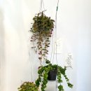 썬라인즈 이미지