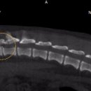 오아시스 정형외과 신경외과 동물병원 이미지