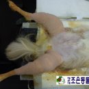 디디동물병원 이미지