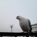 샛담농장 | 아가새농장 대형앵무용 횃대 후기 비슷한거