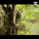 다람쥐가 이미지