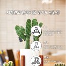 명성다육 이미지