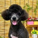 이쁘개귀엽개 이미지