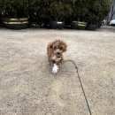 로이애견 | 문정동애견호텔 6개월 로이 첫호텔링 이렇게 즐거워할줄몰랐어요 멍찌네하우스