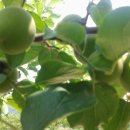 이복순농장 이미지