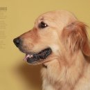 동물사랑애견샵 이미지