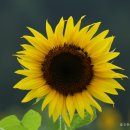 해바라기발전소 이미지