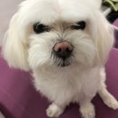 개꿀잠잘고양 네이버블로그