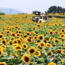 [사진톡톡] 꽃 활짝 폈네…함안 강주마을 해바라기 축제 이미지