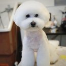 그루밍 펫 뷰티샵 이미지