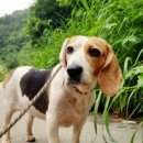 (강아지 분실신고) 전라남도 고흥군 과역면 월악마을에서 실종된 비글 강아지를찾습니다! 이미지