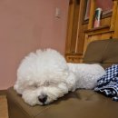 가평아름마루독채애견펜션 이미지