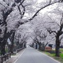 영암왕족발