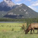 옐로우스톤 이미지