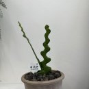 플로드로브