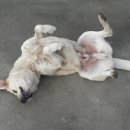 개팔자 상팔자 이미지