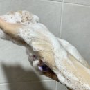 시어스팜 이미지