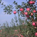 바울농장2 이미지