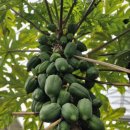 혜림농장 이미지