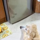 노령견 간식 추천! 강아지아이스크림 펫젤라또 얌얌 후기