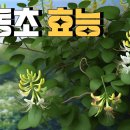 인동초등학교 이미지