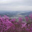 경남 창원 천주산 진달래산행및 백패킹 이미지