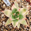 별따오기 이미지