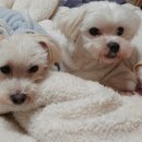 안녕댕댕이 이미지