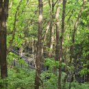 꽃동산교회 앞 | 서울 근교 유일 편백숲, 은평구 봉산 치유의 숲에서 피톤치드 제대로 느끼고 온 날(코스·난이도·꿀팁...