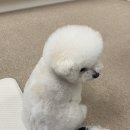 러비도기 이미지