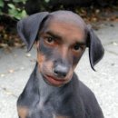 우리집강아지 이미지