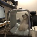 조항일동물병원 이미지