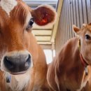 유대목장 이미지