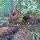 달구 - 서대문구 | 달구