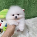 강아지분양 애견입양 아이러브독 대구점 말티푸 미니비숑 포메 | 광주두정동강아지분양 펫왕국 애견분양샵 미니말티푸가격 입양 후기