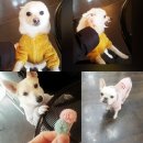 개인생활펫 이미지