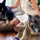 퍼스트독 이미지