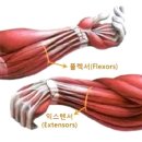 마누스 이미지