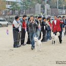 2008년 11월 2일 제4회 한국견 전람회-8 이미지