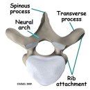 흉추의 척추 구조에 따른 movement(coupling motion) 이해 이미지