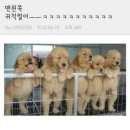 다 이미지