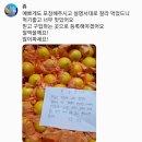 꼬마는마감! 맛있는 하우스황금향 🍊 파파파격할인가!(찐후기들첨부!!^^) 이미지